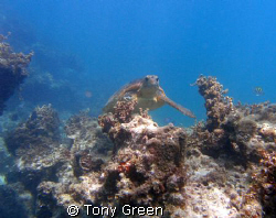 Sea turtle appearing over coral. by Tony Green 